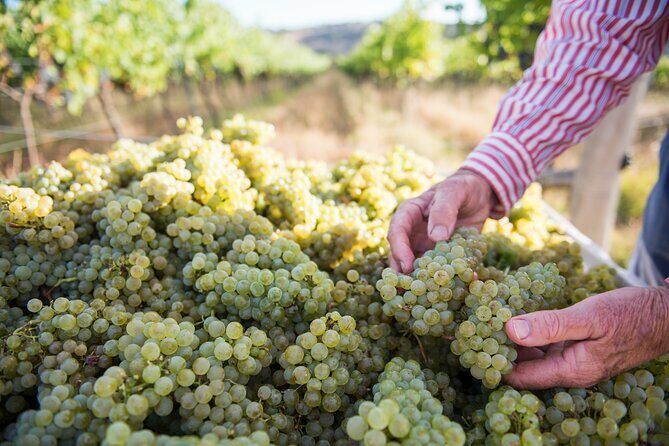 1 Hour Wine tasting at Ross Hill Wines in Orange NSW - The Sum Up
