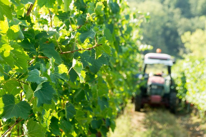 1 Hour Wine Tasting Experience in the Hills of Florence - Booking and Cancellation Policy