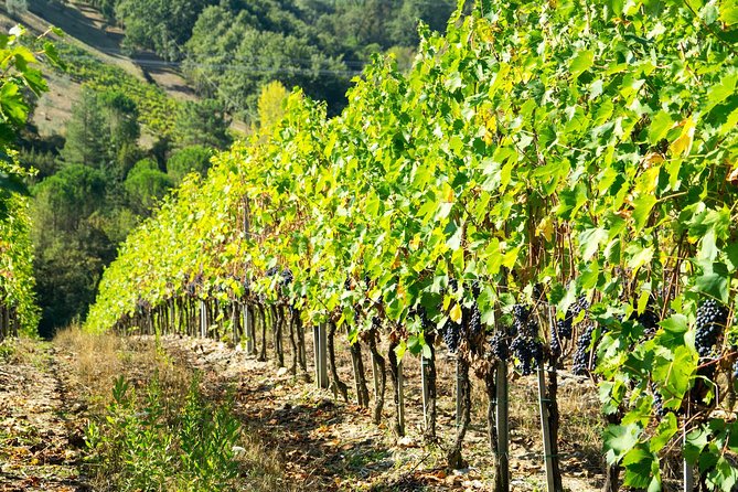 1 Hour Wine Tasting Experience in the Hills of Florence - Savoring Tuscan Flavors