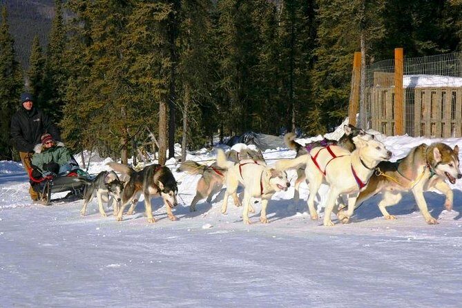 1 hour Winter Dog Sledding in Fairbanks - Who Will Love This Tour?