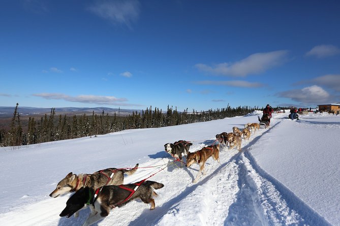 1-Hr. Dog Sledding Tour in Fairbanks (Without Transportation) - Key Points