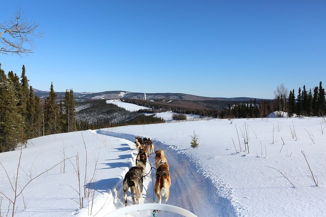 1-Hr. Dog Sledding Tour in Fairbanks (Without Transportation) - Booking and Participation