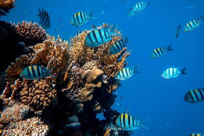 1 hr Reef Explorer in Port Vila harbour, Vanuatu - Authentic Experiences and Authentic Guides