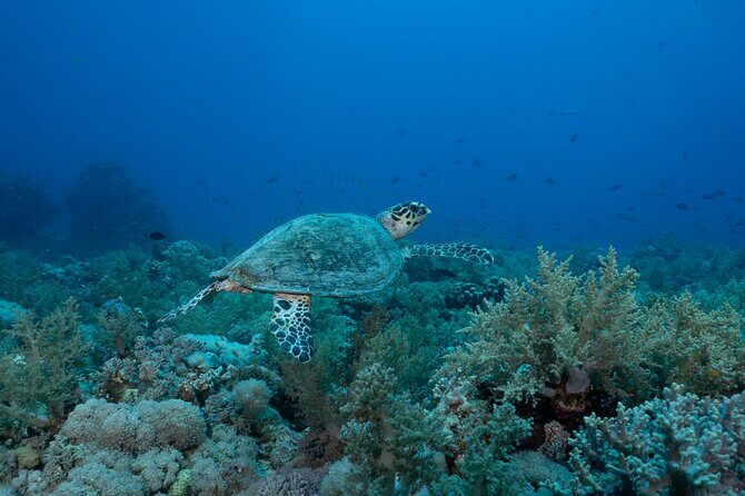1 hr Reef Explorer in Port Vila harbour, Vanuatu - Who Will Love This Tour