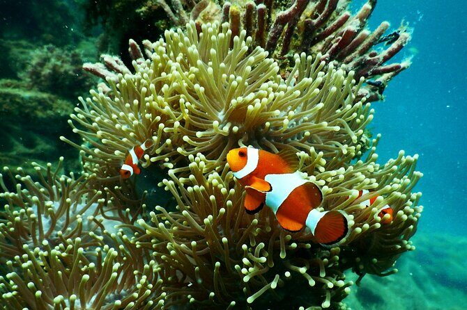 1 hr Reef Explorer in Port Vila harbour, Vanuatu - The Sum Up