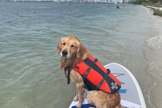 1-Hr Stand up Paddling X 4 in Miami - Additional Information
