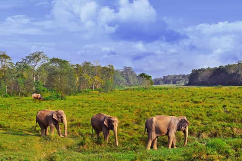 1 Night 2 Day Chitwan Safari Tour Pokhara - Experience Highlights