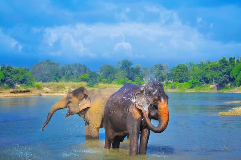 1 Night 2 Day Chitwan Safari Tour Pokhara - Park Arrival and Activities
