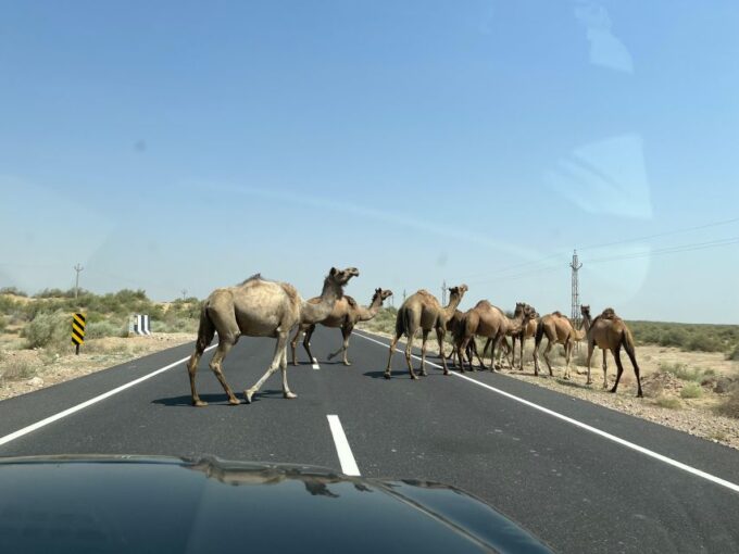 1 Night 2 Day Thar Desert Experience & Village Lifestyle - Health and Safety Considerations