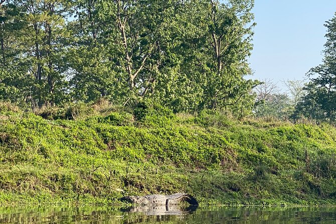 1 Night 2 Days Chitwan Jungle Safari Tour - Highlights of the Safari