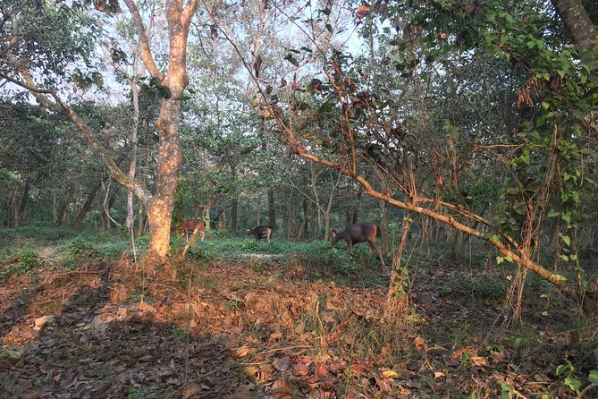 1 Night 2 Days Chitwan Jungle Safari Tour From Kathmandu - Detailed Itinerary