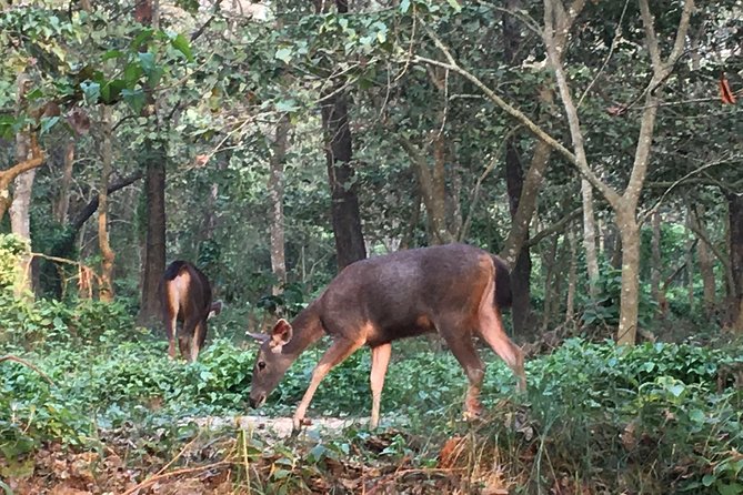 1 Night 2 Days Chitwan Jungle Safari Tour From Kathmandu - Wildlife Spotting Opportunities