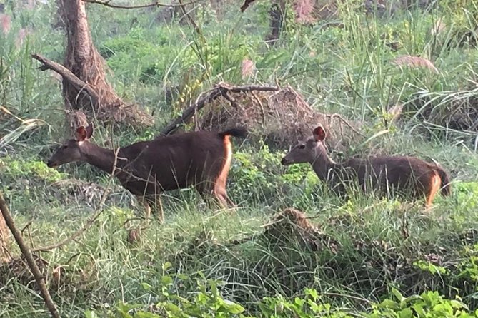 1 Night 2 Days Chitwan Jungle Safari Tour From Pokhara - Transportation and Pickup