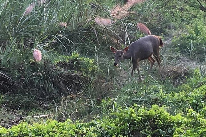 1 Night 2 Days Chitwan Jungle Safari Tour From Pokhara - Pricing and Reviews