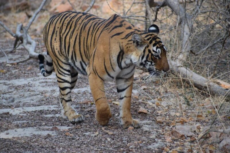 1 Night 2 Days Ranthambhore WildLife Tour From Jaipur - Itinerary and Activities