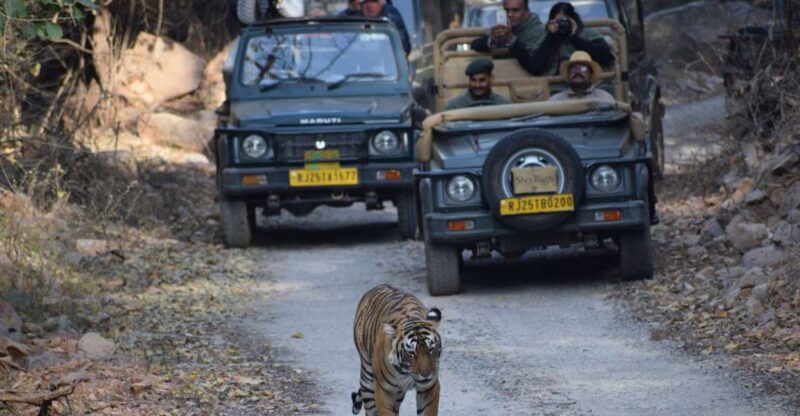 1 Night 2 Days Ranthambhore WildLife Tour From Jaipur - Safari Vehicles and Timings