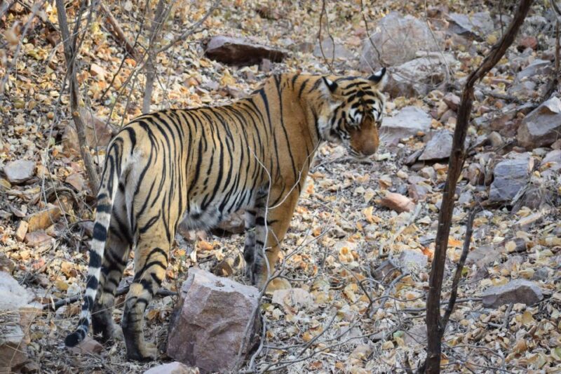 1 Night 2 Days Ranthambhore WildLife Tour From Jaipur - Ranthambore National Park