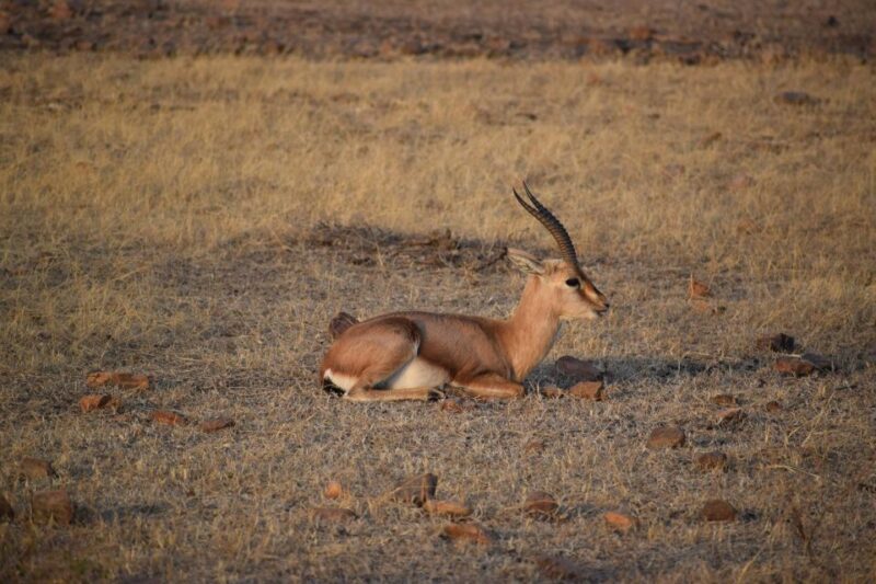 1 Night 2 Days Ranthambhore WildLife Tour From Jaipur - Wildlife and Fauna