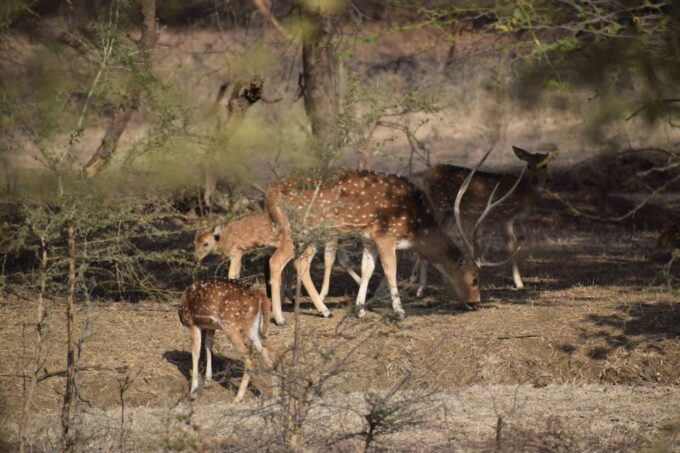 1 Night 2 Days Ranthambhore WildLife Tour From Jaipur - Participant Information