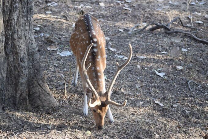 1 Night 2 Days Ranthambhore WildLife Tour From Jaipur - Important Guidelines