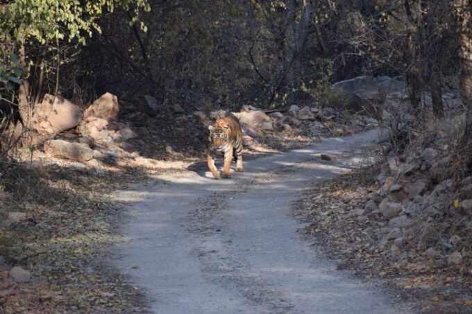 1 Night 2 Days Ranthambhore WildLife Tour From Jaipur - Frequently Asked Questions