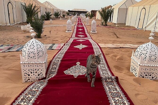 1 Night Camel Trekking Camp in Merzouga - Accommodation and Meals