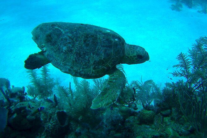 1 Tank Dive for Certified Divers - Meeting Point Details