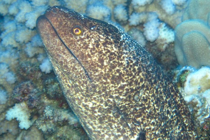 1 Tank Shore Dive at Sea Turtle Cove - Whats Included in the Package