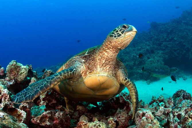 1 Tank Shore Dive at Sea Turtle Cove - Diver Requirements and Restrictions