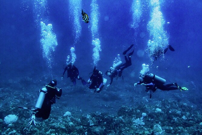 1 Tank Shore Dive at Sea Turtle Cove - Confirmation and Accessibility Details