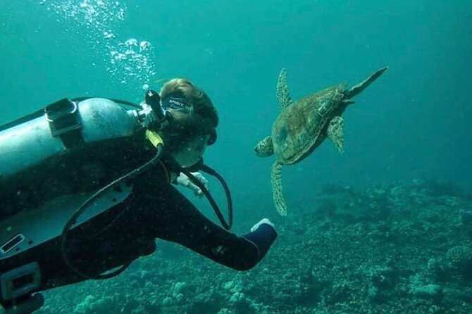 1 Tank Shore Dive at Sea Turtle Cove - Transportation and Altitude Restrictions