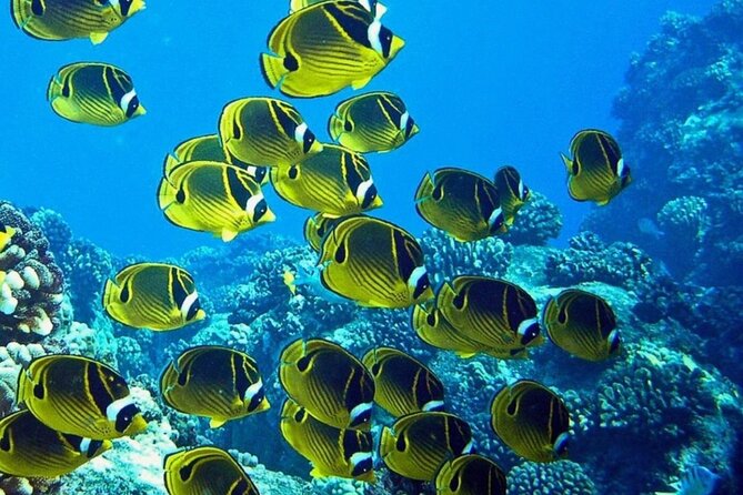1 Tank Shore Dive at Sea Turtle Cove - Highlights of the Sea Turtle Cove