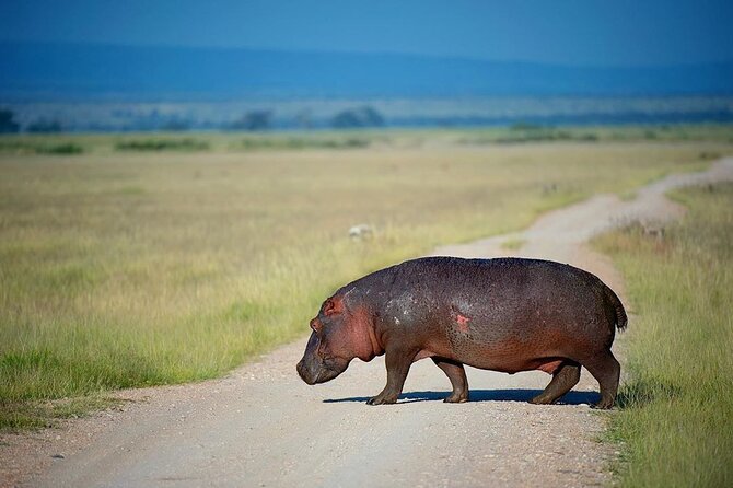 10-DAY African Safari in Uganda From Kampala - Major Reserves Visited