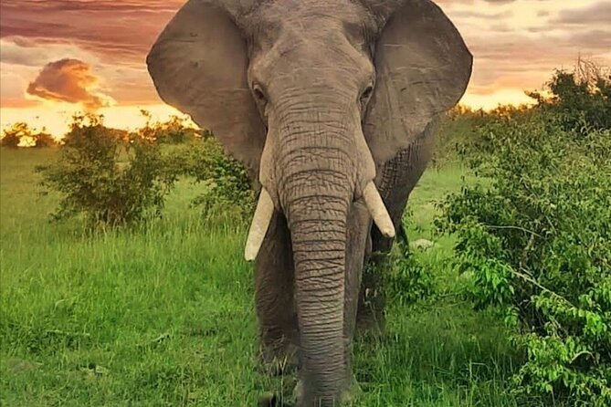 10-DAY African Safari in Uganda From Kampala - Included Meals and Accommodation