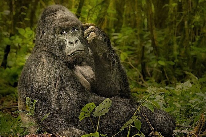 10-DAY African Safari in Uganda From Kampala - Pickup and Meeting Details