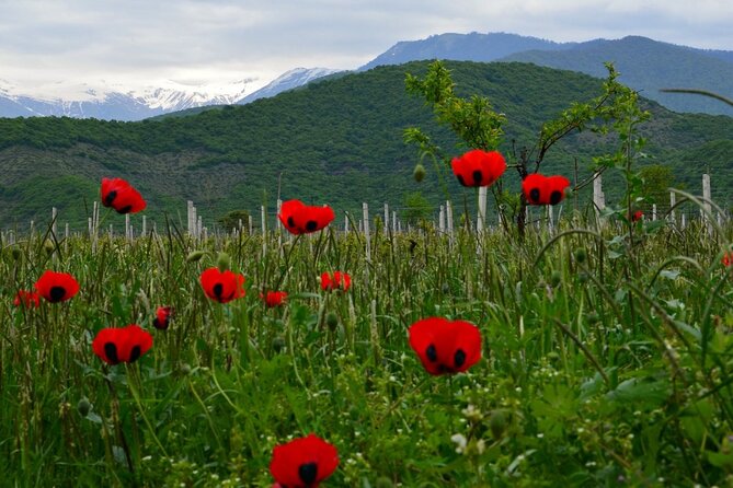 10-Day Best of Georgia Tour - Frequently Asked Questions