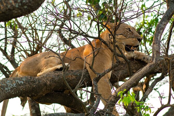 10-Day Big-7 Private Tour Experience in Uganda Safari - Rhino Tracking Adventure