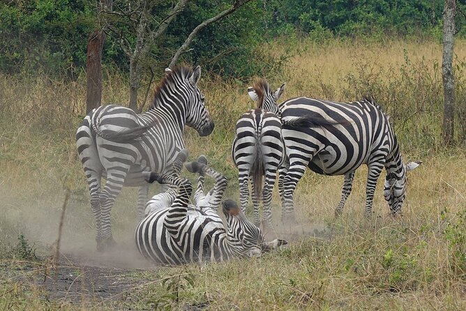 10-Day Big-7 Private Tour Experience in Uganda Safari - Logistics and Exclusions