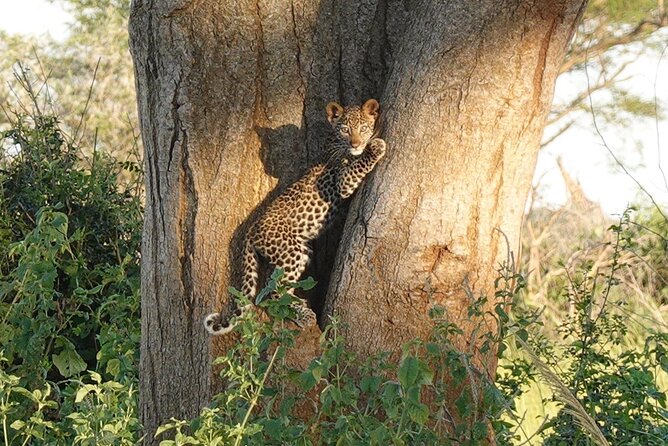 10-Day Big-7 Private Tour Experience in Uganda Safari - Health and Safety Considerations