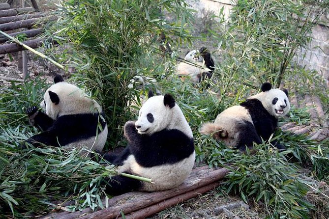 10-Day China Tour to Beijing, Xian, Chengdu and Shanghai - Key Attractions and Cultural Experiences