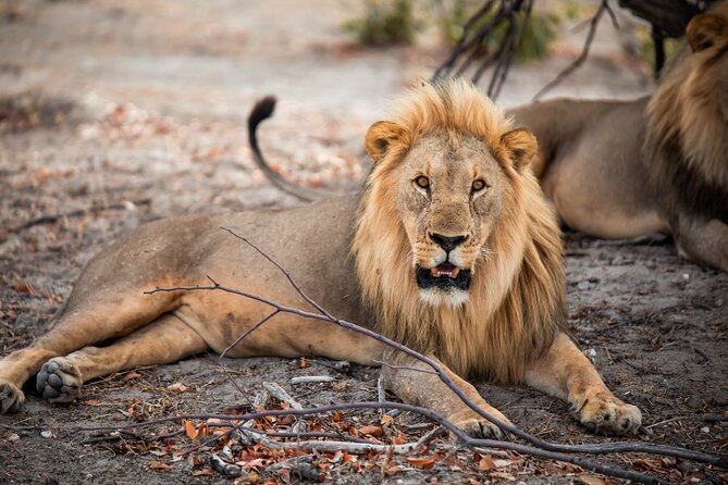10 Day Discover Namibia Small Group Safari - Pricing Information