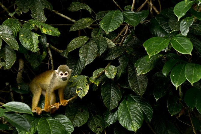 10-Day Galapagos and Amazon Quest - Snorkeling the Lava Tunnels