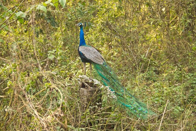 10 Day Kathmandu, Nagarkot, Chitwan, Lumbini, Pokhara Luxury Tour in Nepal - Tour Type and Operator