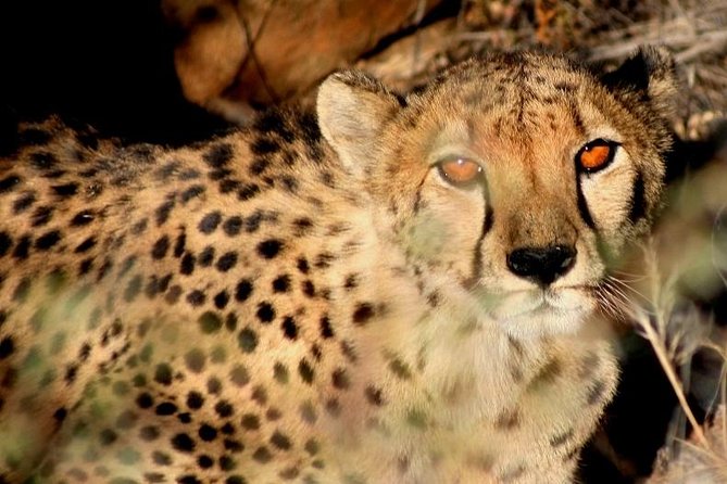 10-DAY Namibia Hightlights Guided Tour From Windhoek - Experiencing the Sea of Sand