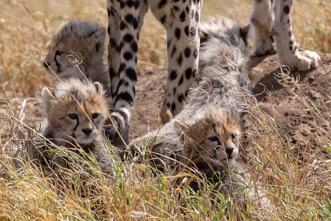 10-Day Predators Tanzania Safari Luxury Package - Safari Inclusions