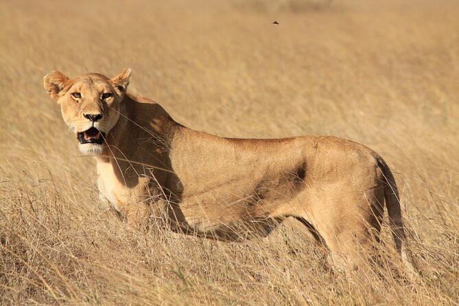 10-Day Predators Tanzania Safari Luxury Package - Itinerary Highlights