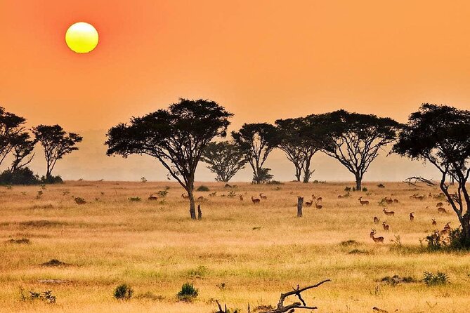 10 Day Private Uganda and Rwanda Safari With Accommodation - Pickup and Meeting