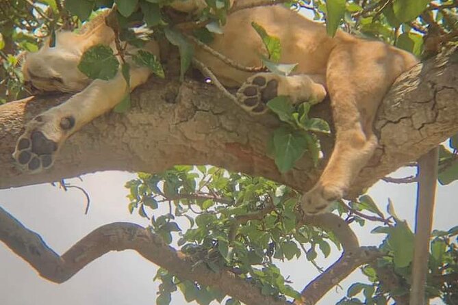 10 Day Private Uganda and Rwanda Safari With Accommodation - Accessibility Options