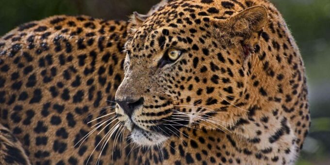 10 Day Safari - Johannesburg to Cape Town - Frequently Asked Questions