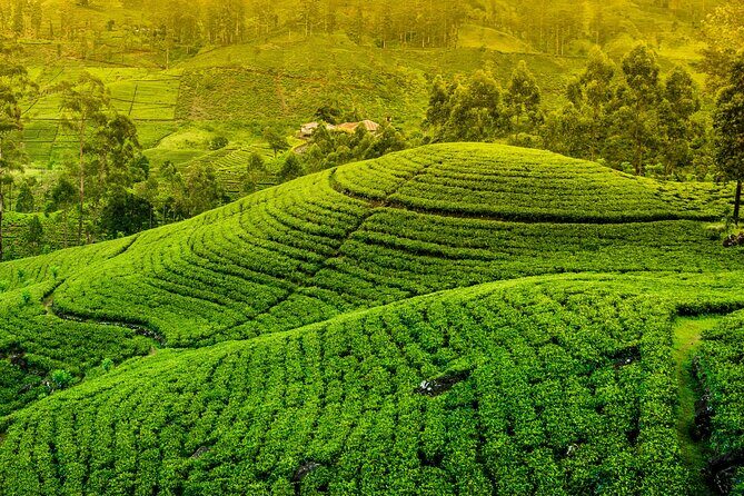 10 Day Sri Lanka Adventure Private Guided Tour - Key Points